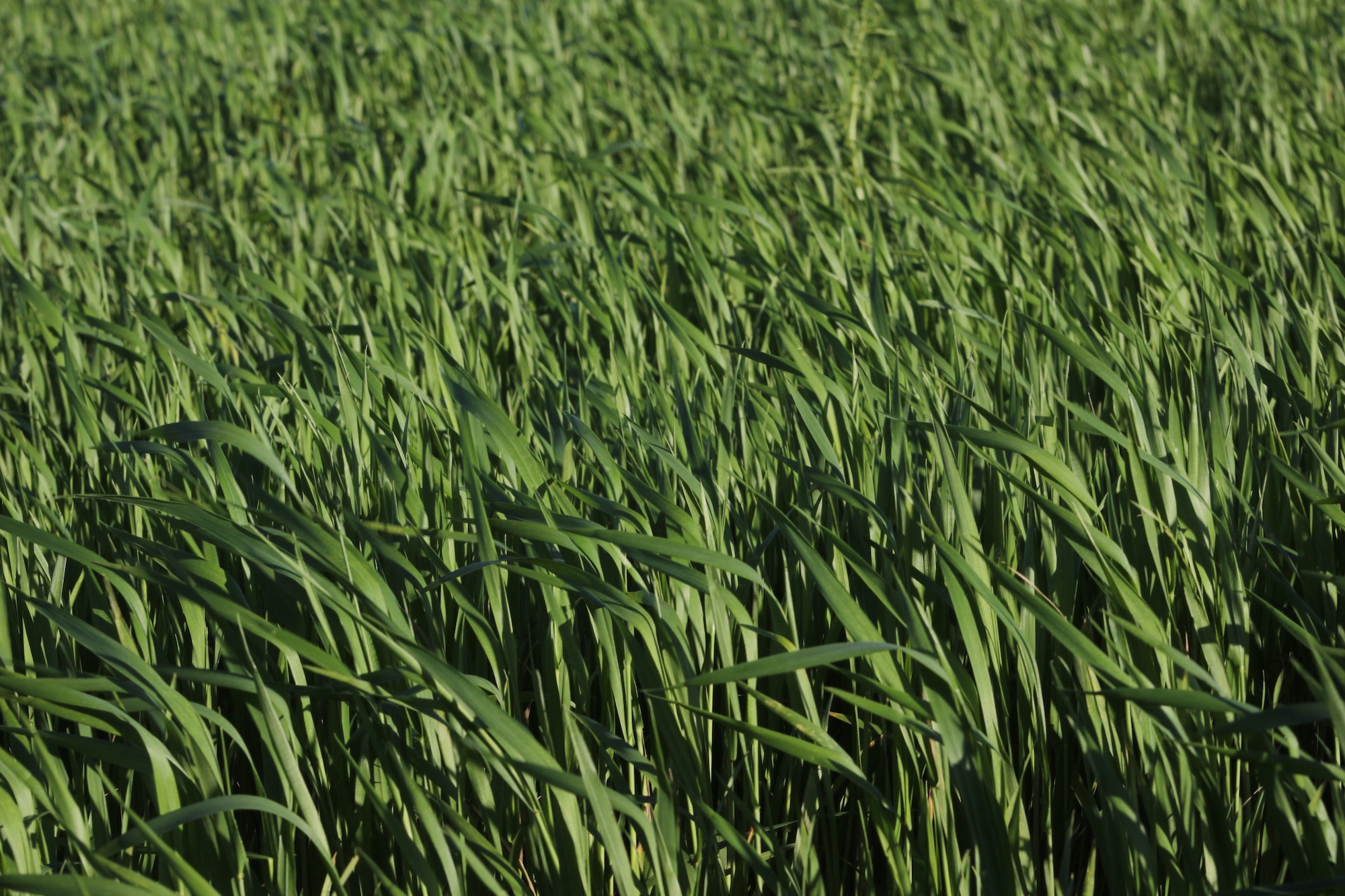 tall fescue grass